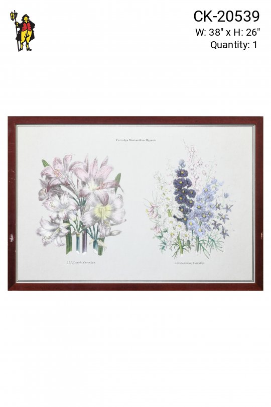 Framed Cleared Botanical Illustration