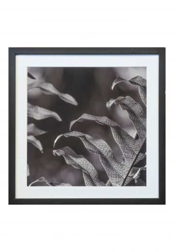 Black Framed Cleared Botanical Photograph