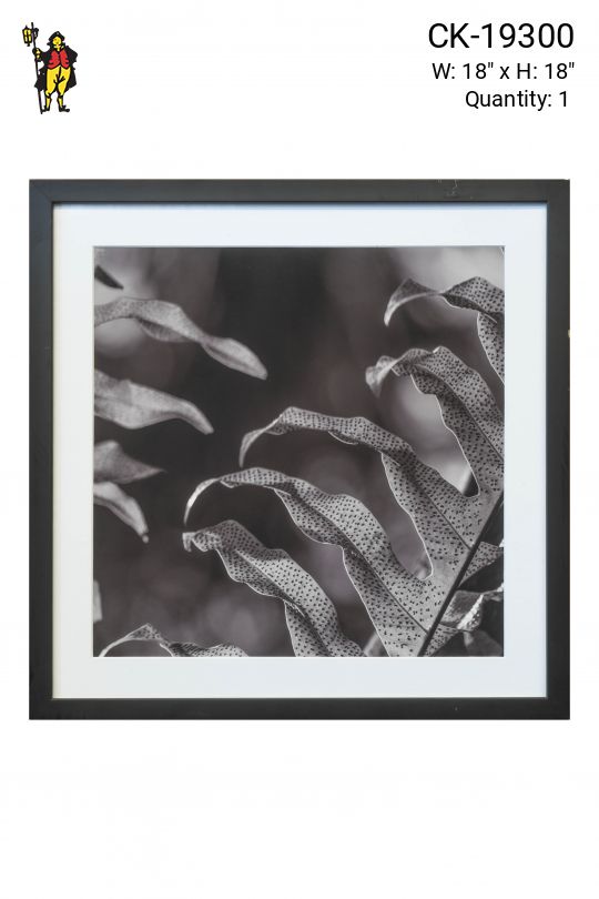 Black Framed Cleared Botanical Photograph