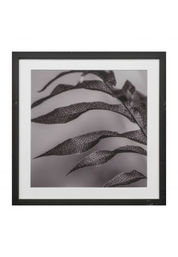 Black Framed Cleared Leaf Texture Photograph