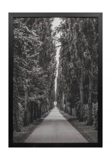 Cleared Black & White Trees Photograph