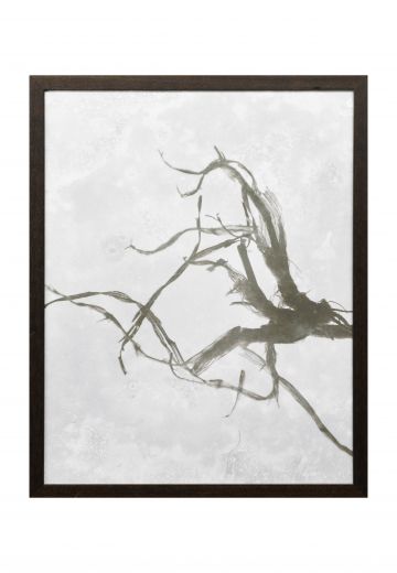 Framed Cleared Tintype Style Botanical Photograph - 2