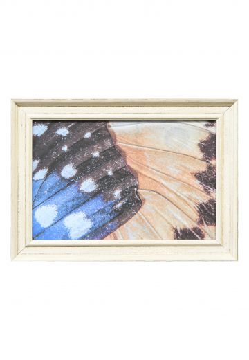 Framed Cleared Butterfly Wings Macro Photography - 1