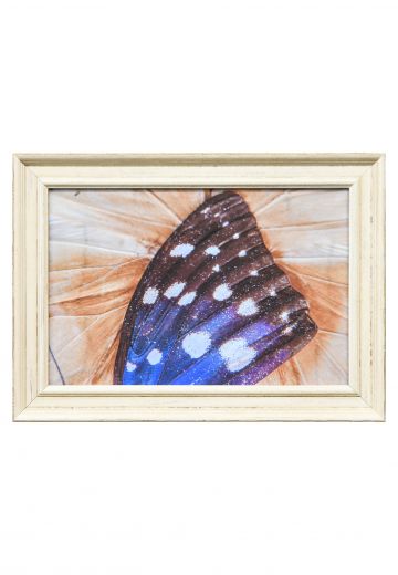 Framed Butterfly Wings Macro Photography - 2