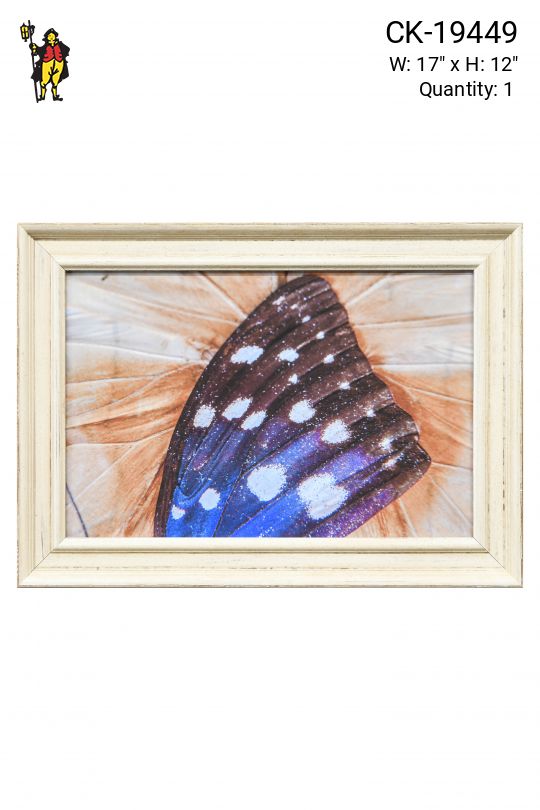 Framed Cleared Butterfly Wings Macro Photography - 2