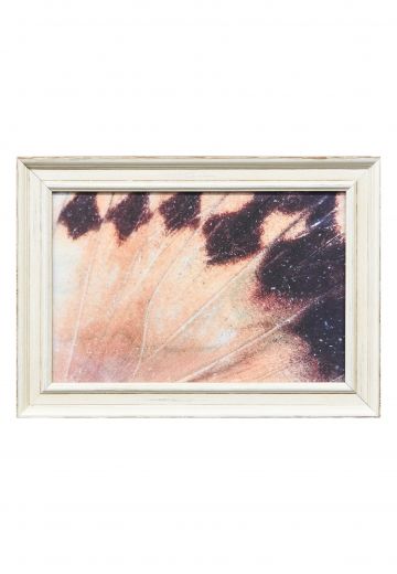 Framed Butterfly Wings Macro Photography - 3