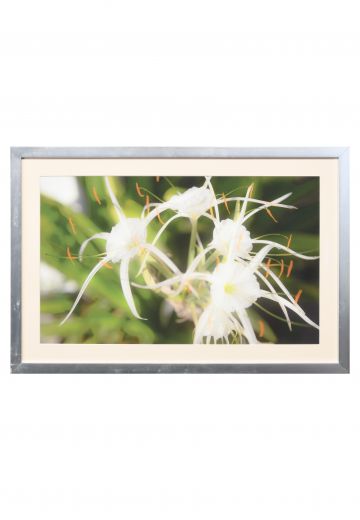 Nickel Framed "Trumet Flower" Photograph