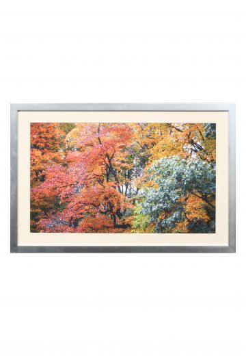 Nickel Framed "Fall Leaves" Photograph