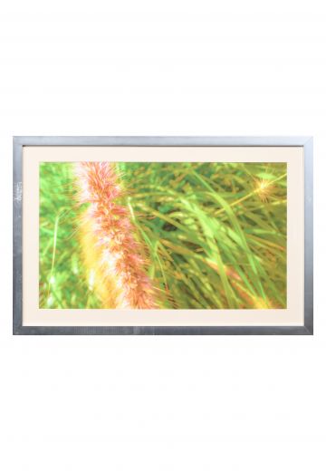 Framed Cleared "Purple Grass" Photograph