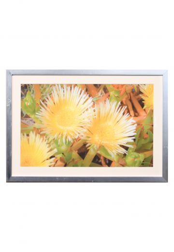 Framed Cleared "Suculent Flowers In The Dunes" Photograph