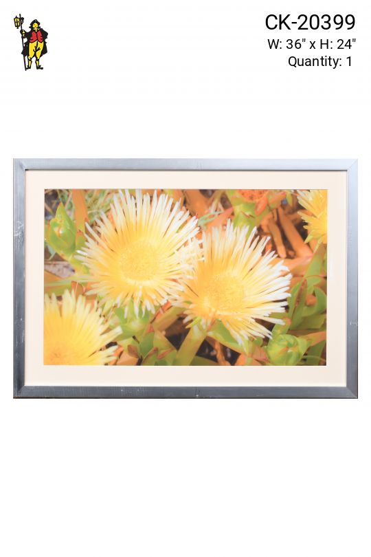 Framed Cleared "Suculent Flowers In The Dunes" Photograph