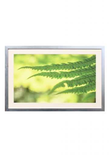 Framed "Framed Fern Leaves" Photograph