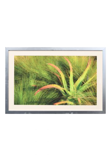 Framed "Aloe In The Dunes" Photograph