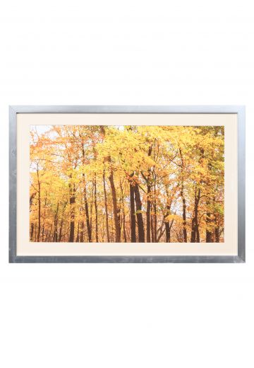 Framed Fall Leaves Print