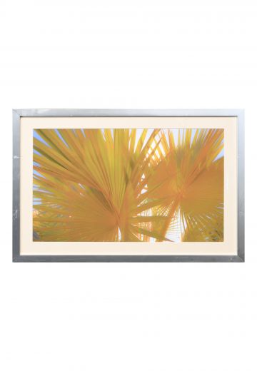 Framed Cleared Palms In The Sun Print