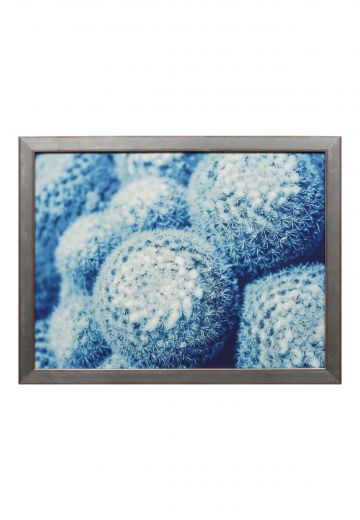 Framed Macro Cacti Photograph -  1