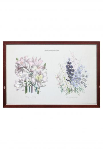 Framed Cleared Botanical Illustration