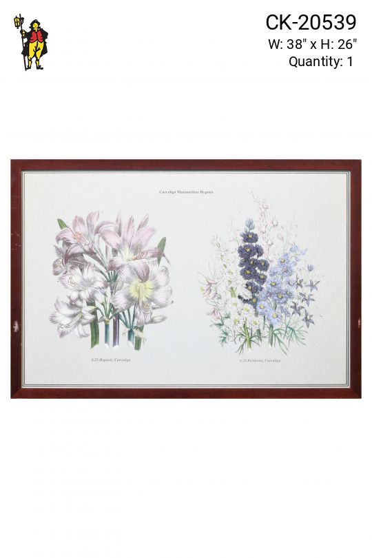 Framed Cleared Botanical Illustration