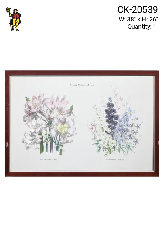 Framed Cleared Botanical Illustration