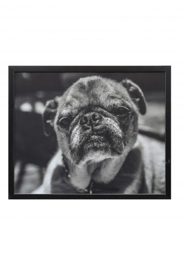 Framed Dog's Portrait Photo