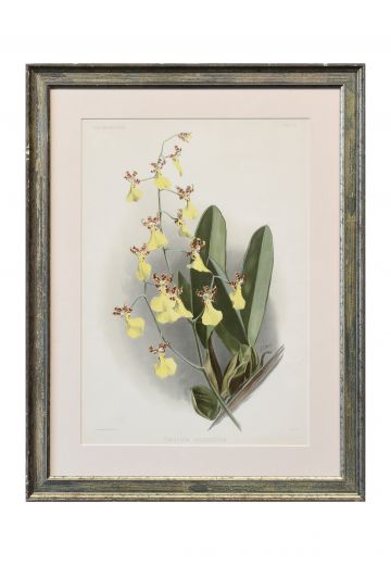 Framed Cleared Floral Lithograph - 1
