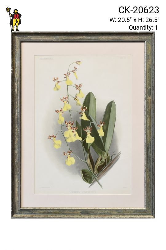 Framed Floral Lithograph - 1