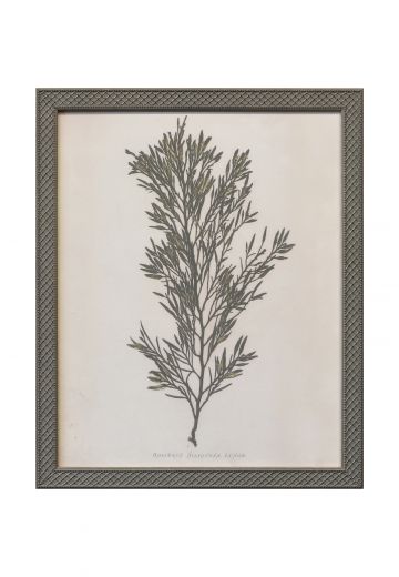 Framed Cleared Botanical Engraving