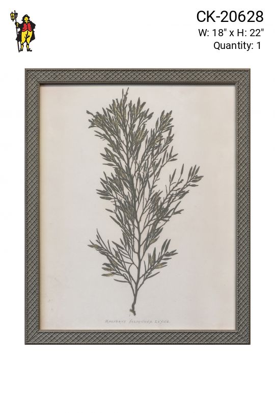 Framed Botanical Engraving