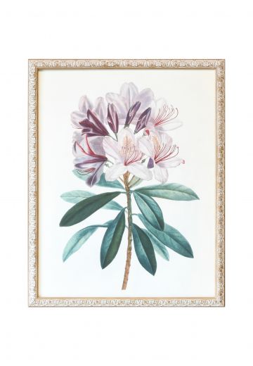 Framed Cleared Botanical Illustration