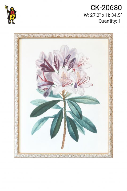 Framed Cleared Botanical Illustration