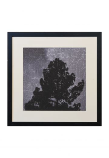 Framed Cleared Minimalist Tree Silhouette Photograph - 1