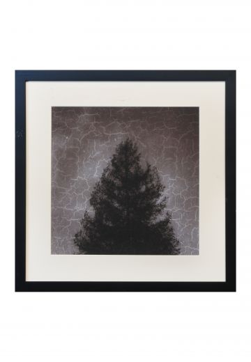 Framed Minimalist Tree Silhouette Photograph - 2