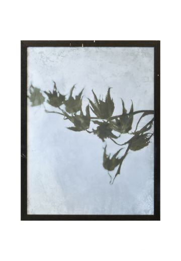 Framed Cleared Minimalist Cyanotype Photograph