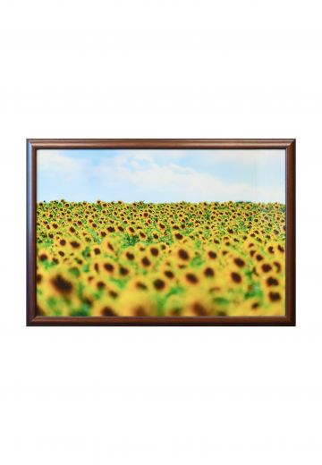 Framed Cleared Vast Sunflower Field Photograph