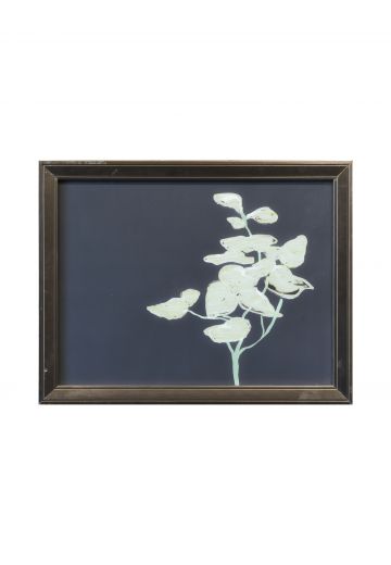 Framed Cleared Modernist Black & White Botanical Print - 1