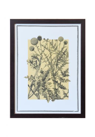 Framed Botanical Illustration