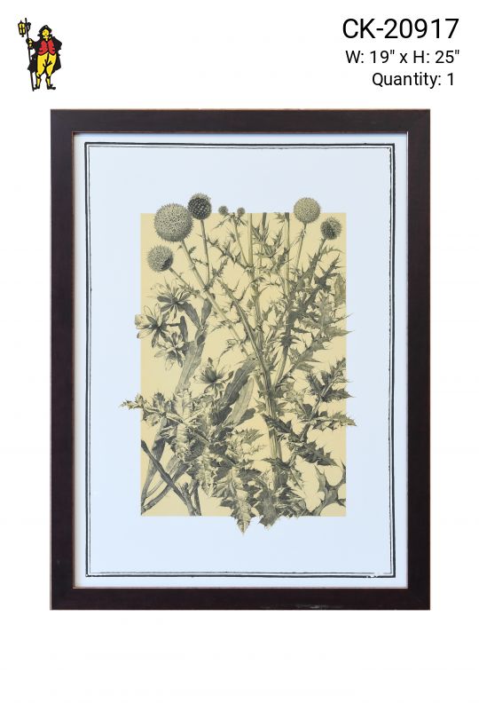 Framed Botanical Illustration