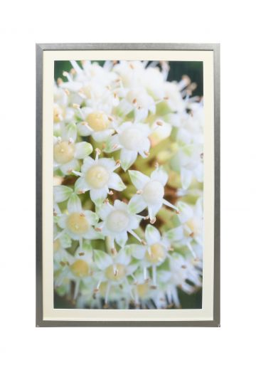 Framed Macro Floral Photograph