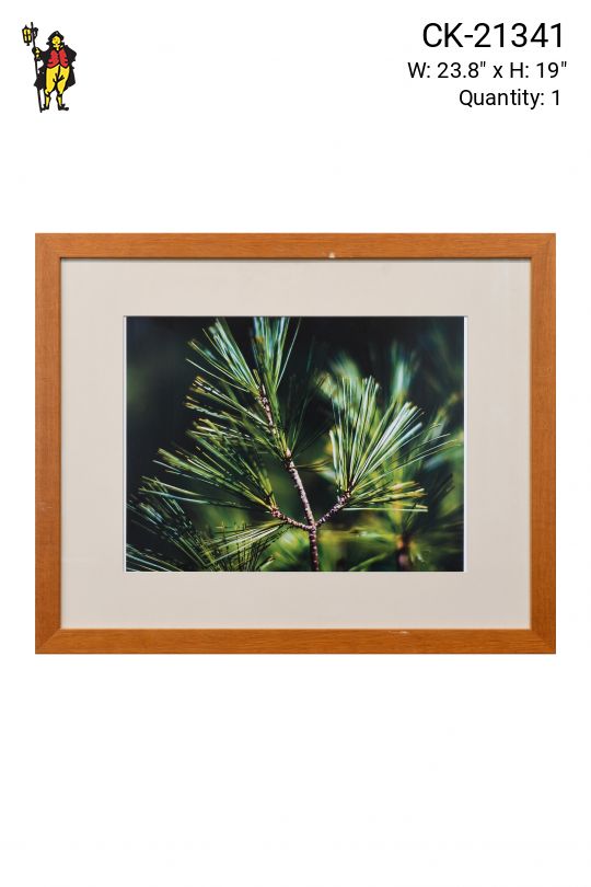 Framed Tree Branch Macro Photograph