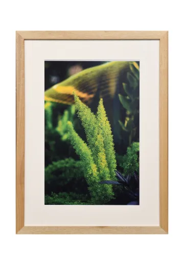 Framed Cleared "Macro Green Plant" Photograph