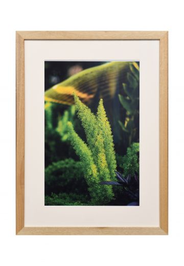 Framed "Macro Green Plant" Photograph