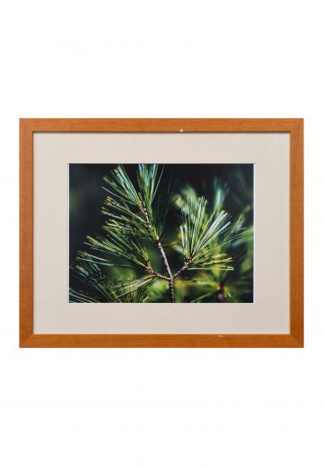Framed Tree Branch Macro Photograph
