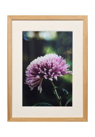 Framed "Macro Pink Flower" Photograph