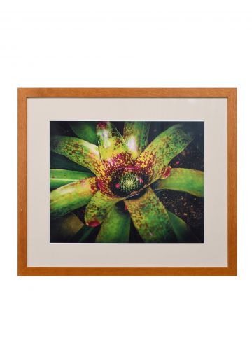 Framed "Macro Plant" Photograph