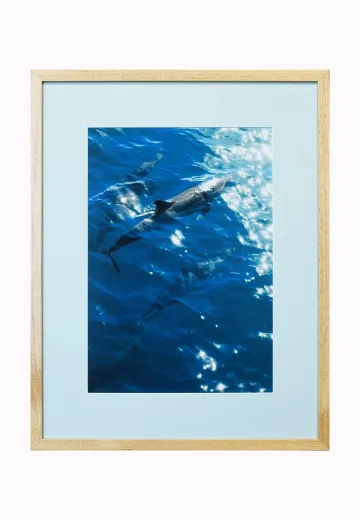 Framed Cleared Dolphin Ocean Photograph