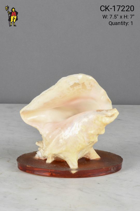 Small Sea Shell Table Lamp